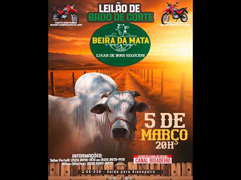 Beira da Mata Leilões - Uruana GO - Leilão de Gado de Corte em Goiás @canal.boiadeiro #live #gado