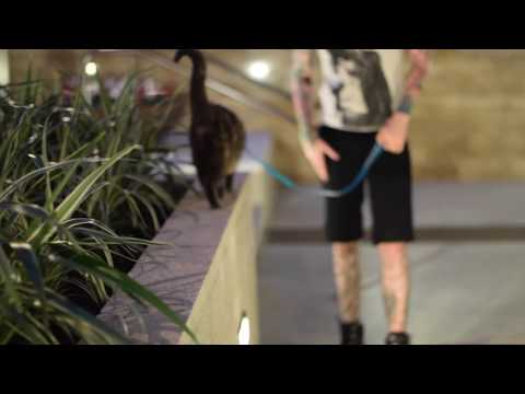 Roseanne the leash walking cat in Hollywood