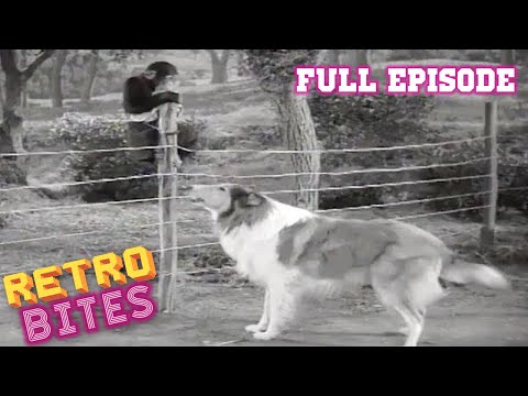 The Watch Dog | Lassie | Full Episode | Retro Bites