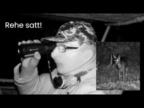 Spannender Abendansitz im Wald und Pirsch in den Wiesen