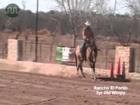 Baby Rio (CFR Centenario Wimpy) - 3 yrs old