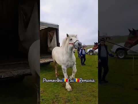 , title : 'Horse Kyrgyzstan Uzbekistan Kazakhstan'