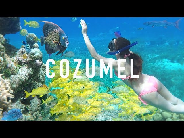 COZUMEL SNORKELING TIPS & Creepy Animals