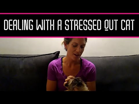 Tips for Dealing with Your Stressed Out Cat