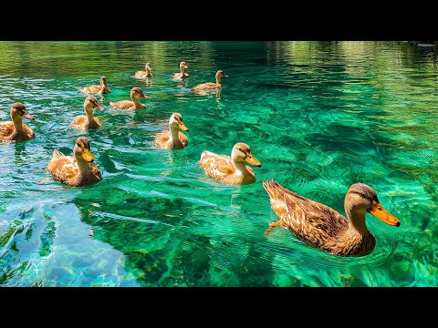 Serene Ducks Floating on Turquoise Lake 🌊 Gentle Music for Relaxation & Calm Mind 💖 Eliminate Stress