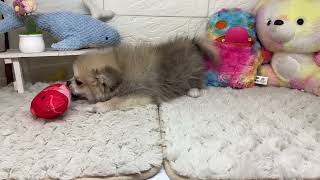 ハーフ犬の動画01