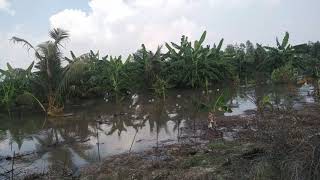 preview picture of video 'Ini lah ke adaan desa sungai upih kecmatan kualakampar kabupaten pelalawan'