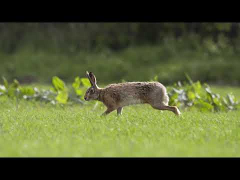 Hare Running in Slow Motion