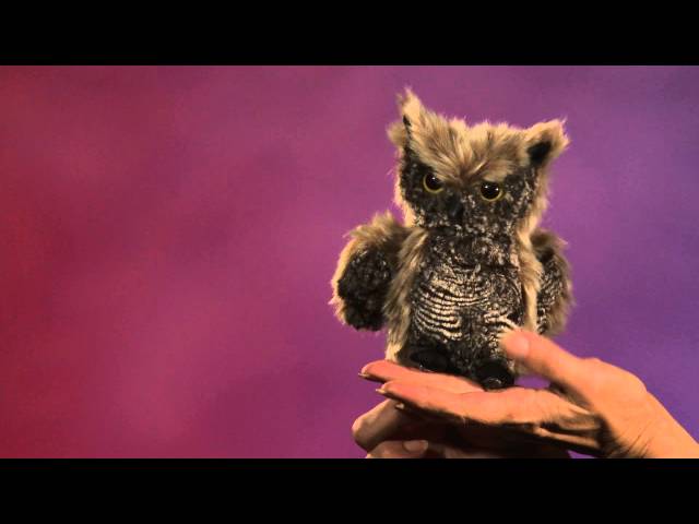 Video Teaser für Folkmanis® Screech Owl Puppet Demo