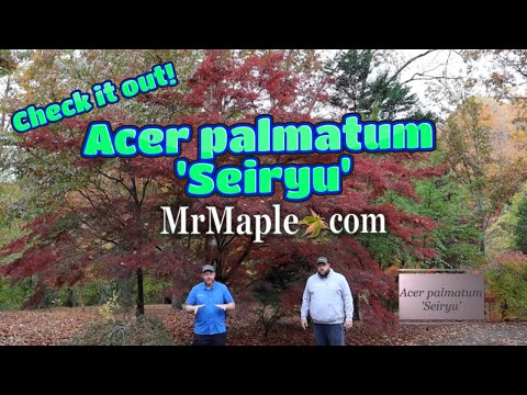 Acer palmatum 'Seiryu' Japanese Maple | The Collector's Corner |
