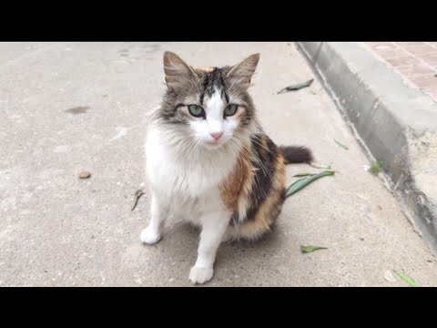 Cute Fluffy Pregnant Cat Will Soon Give Birth To Many Kittens.