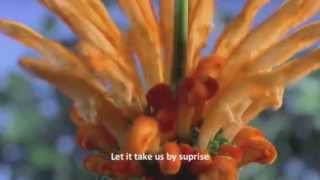 Maher Zain - Open Your Eyes | No Music