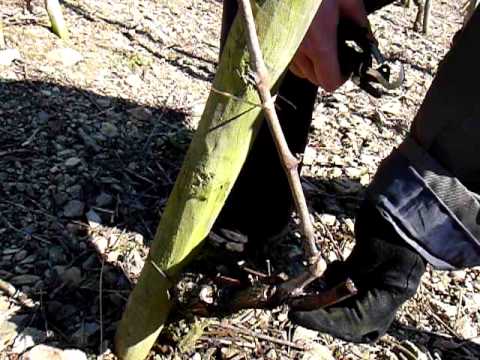 Le travail du viticulteur : la taille de la vigne en hiver