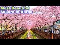Tour Hàn Quốc 5N4Đ: Seoul - Đảo Nami - Everland