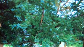 Smog - When You Walk