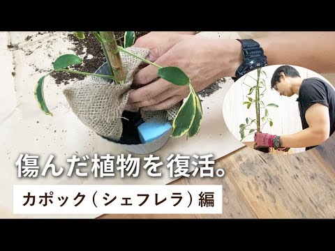 シェフレラ、ラディアント アラリア 植物