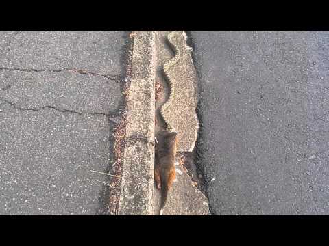 งูกินหาง