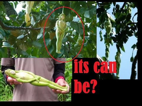 liyathabara flower , narilatha flower