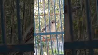 Download lagu ciblek semi muda belajar gacor mp3