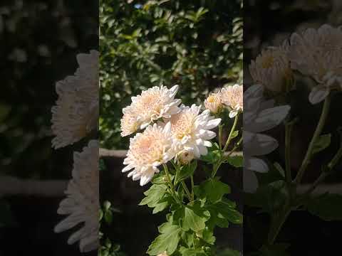 Guldaudi plant|#short |Asheesh Garden