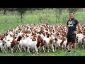 Why don't you need a big land to raise goats? Discover the untold secrets of successful goat farming