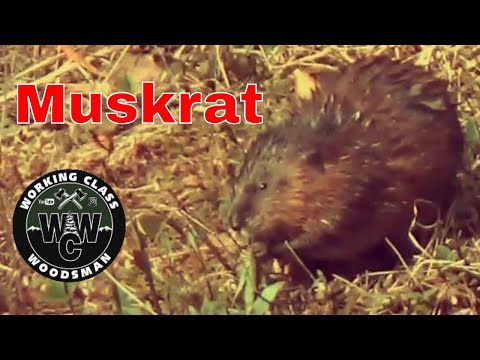 Ondatra pižmová (Ondatra zibethicus) — americký polovodný hlodavec