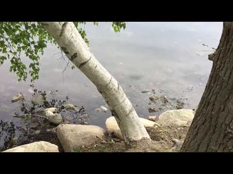 Paper Birch Trees Love Water