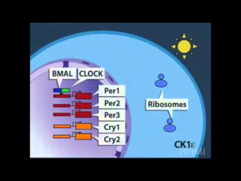 Circadian Rhythms in Mammals