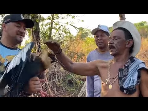 CHARLLES, TIRINGA E A CURICACA 😂 | COMÉDIA SELVAGEM ®