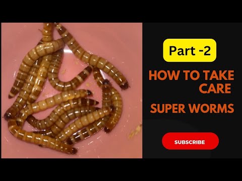The Ultimate Guide to Superworm Care: Part 2