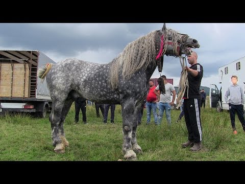 , title : 'Targ cu cai de vanzare, cai frumosi de rasa de la Solca - Suceava 2019'