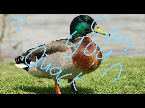 Video thumbnail for “Can U Quack?” - Aquamarine (cover)
