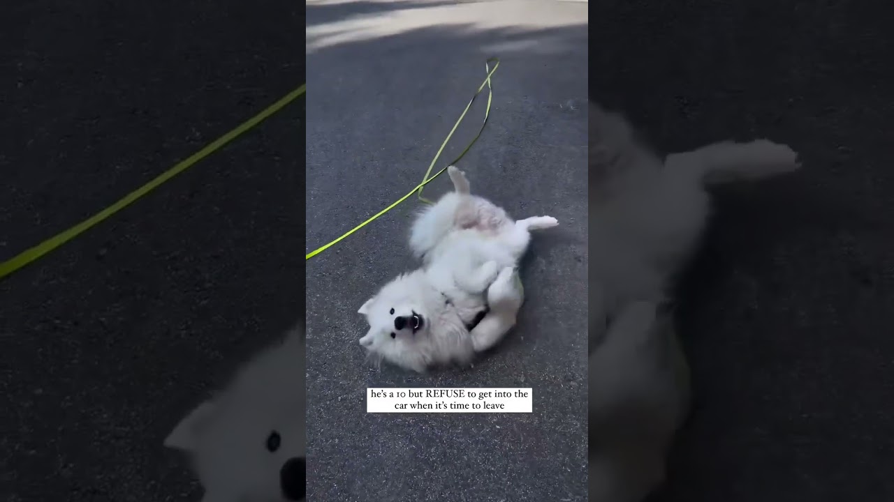 my dog refuses to go home… AGAIN | #dogs #samoyed