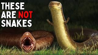 Every Time Something Has Evolved Into A Snake