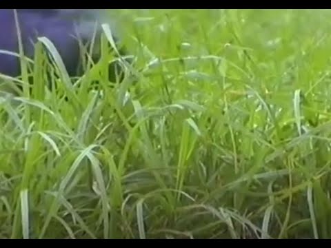 Um Sonho num Dia de Inverno