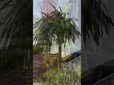 木-庭-囲まれた箱-無垢材-砂利