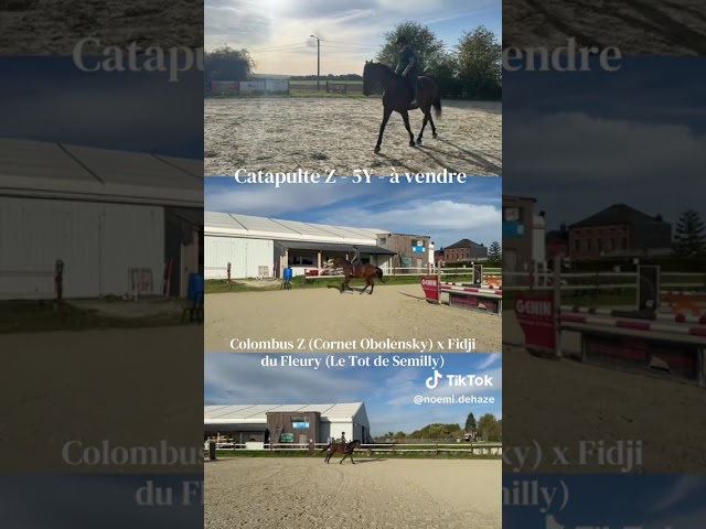 Catapulte Z - Hongre - 5 ans 