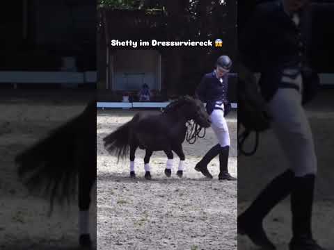 SHETTY IM DRESSURVIERECK 😱#dressage #minishetty #horse #dressagehorse #pony #equestrian