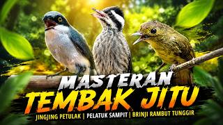 Download lagu MASTERAN TEMBAK JITU KOMBINASI JINGJING PETULAK BRINJI RAMBUT TUNGGIR PELATUK SAMPIT JERNIH JEDA mp3