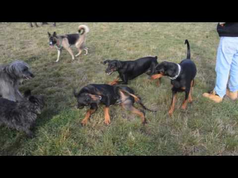 3 Dobermans playing