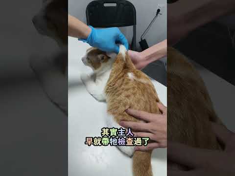 誰家小貓睡覺自帶圍脖貝雷帽