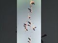 Lesser Flamingos
