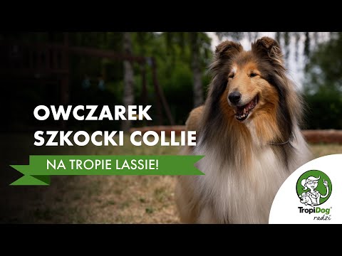 Rough Collie - How Lessie Captured the Hearts of Millions