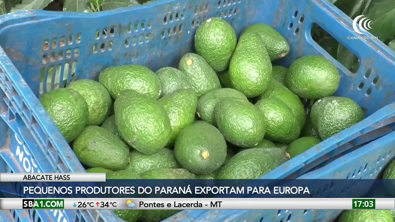 Exportação de Avocado Hass aumenta lucro de produtores do Paraná