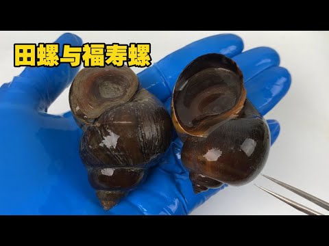 田螺与福寿螺该如何区分，解剖探秘田螺所吃神秘部位