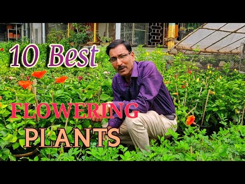 10 best permanent flowering plants you can grow in september...