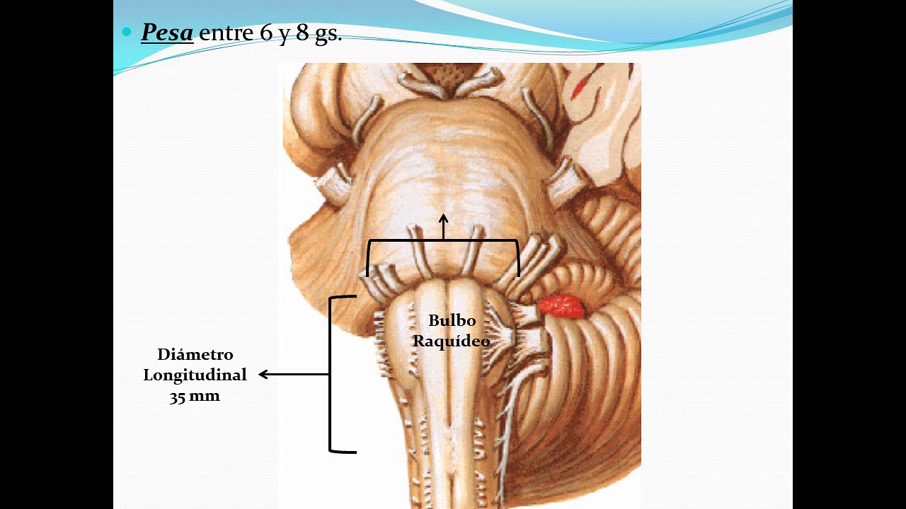 Bulbo Raquideo o Medula Oblongada
