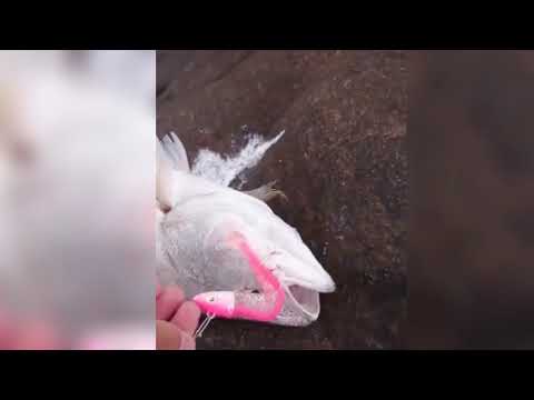 #7 Asombrosa Pesca de Corvinas con Vinilos (tutorial al final) - Arica, Ex Isla del alacrán