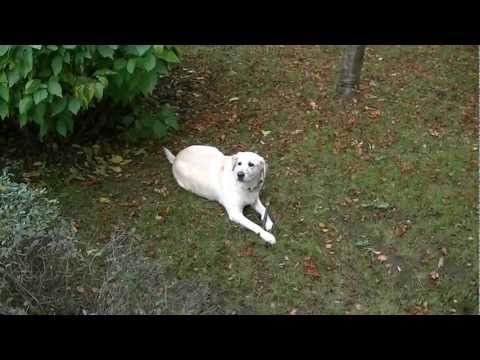 JVC Everio GZ-HM300SE Full-HD Test 03