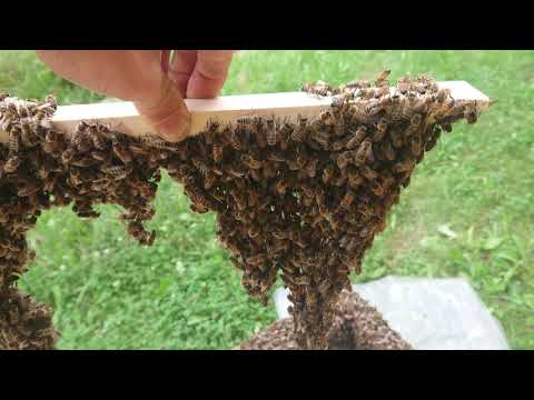 Bienen bauen Waben